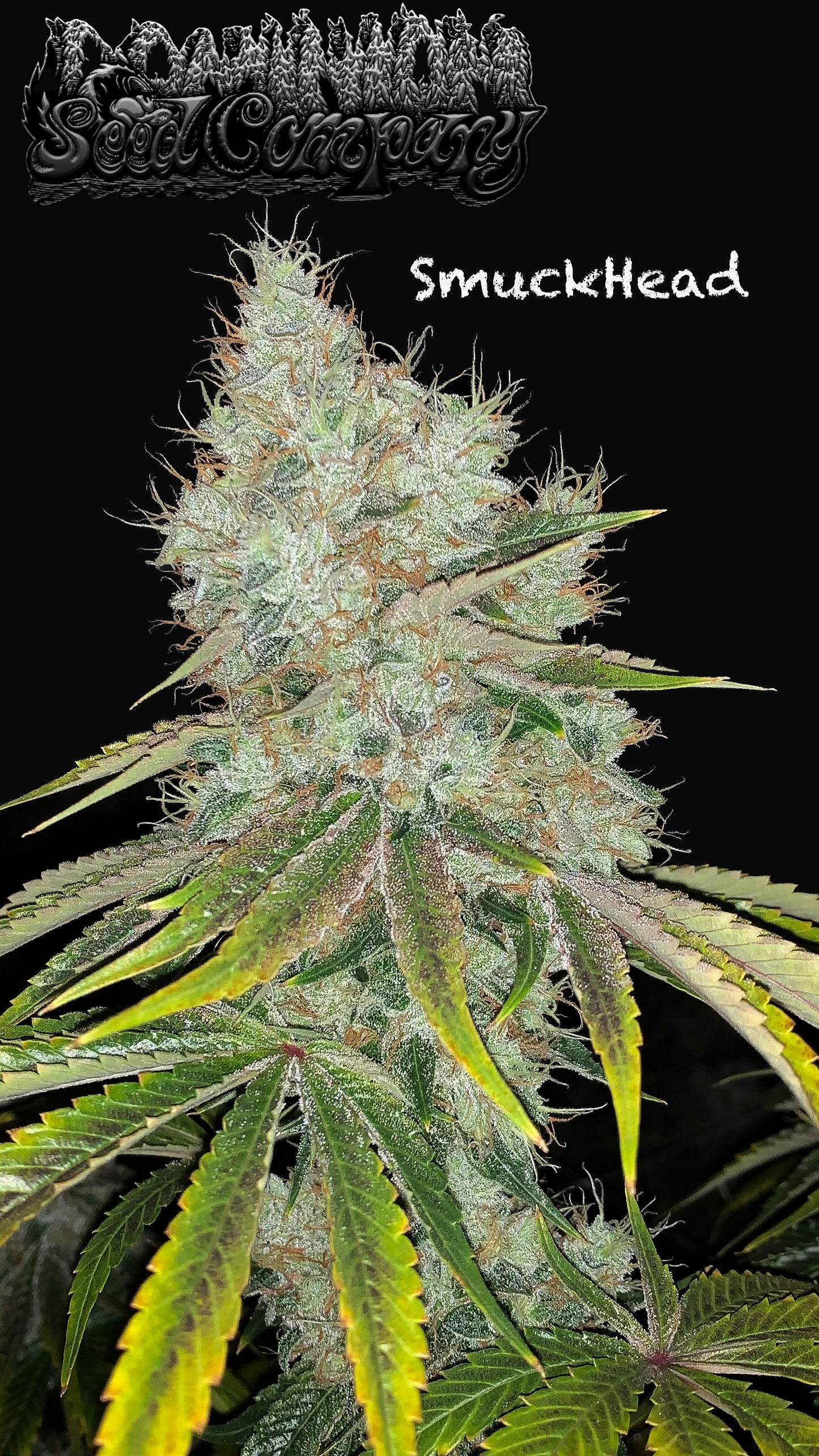Dominon Seed Company - SmuckHead