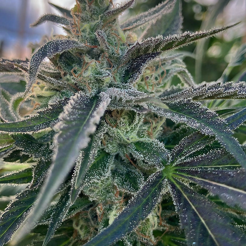 77df85_c6e9f880208548319da1c4fd50756af9~mv2