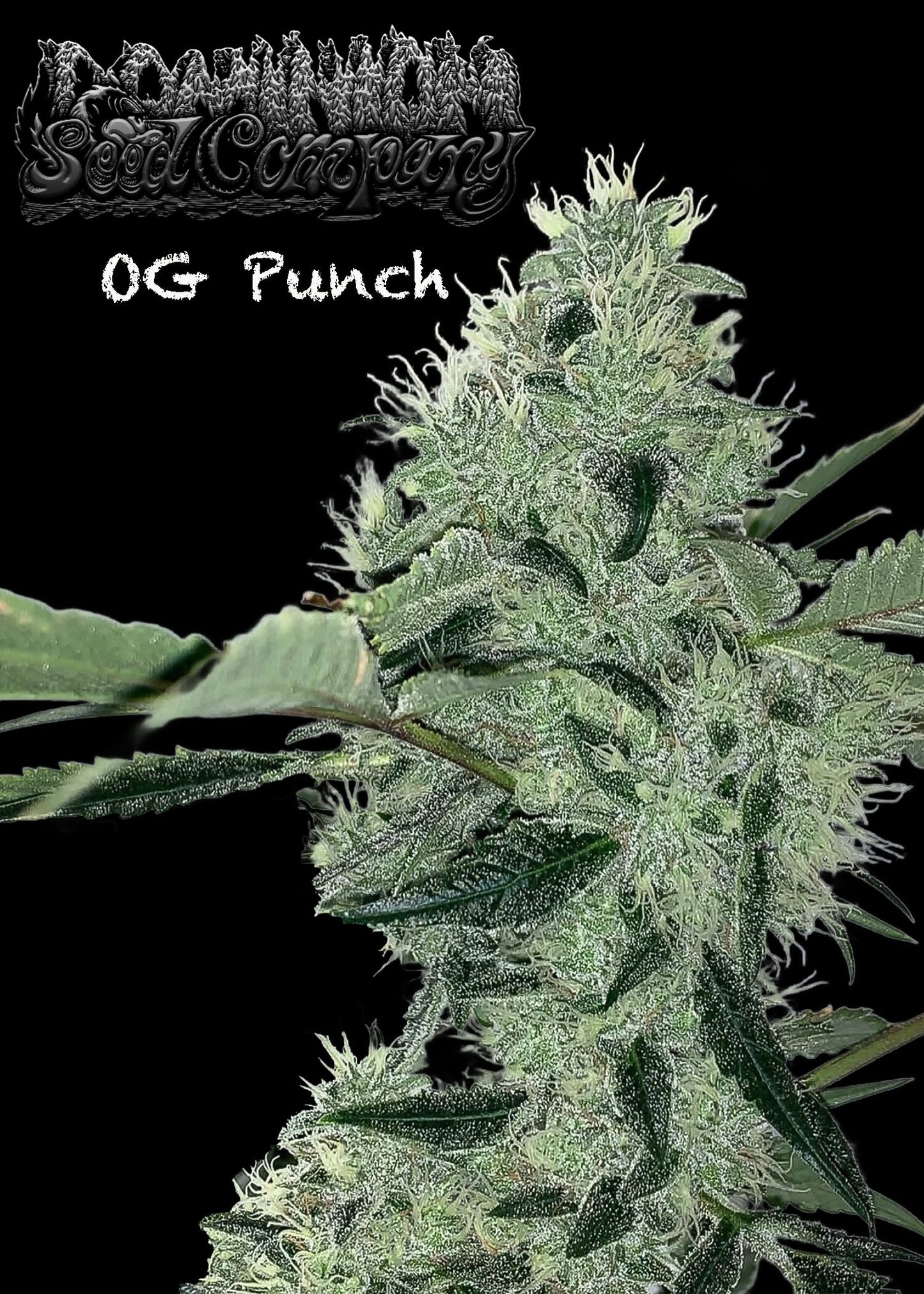 Dominion Seed Company - OG Punch