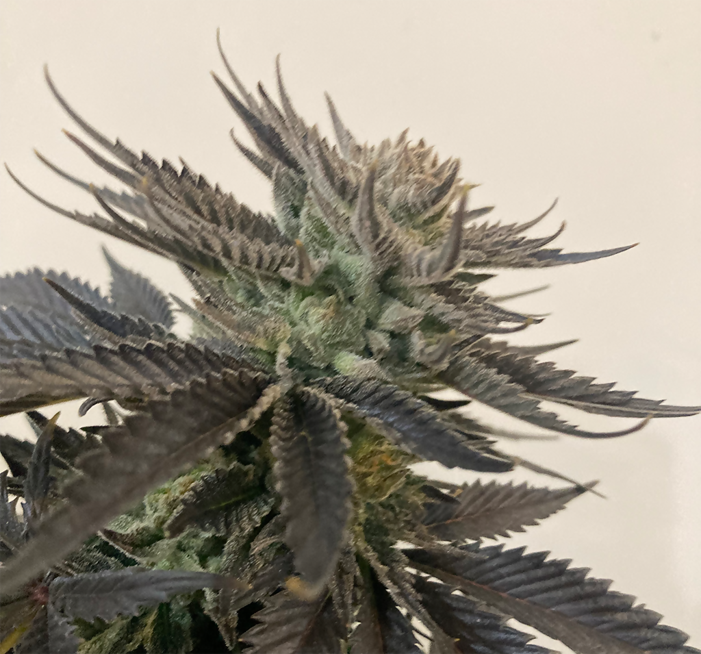 THG004a