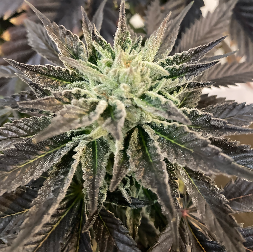 THG003a