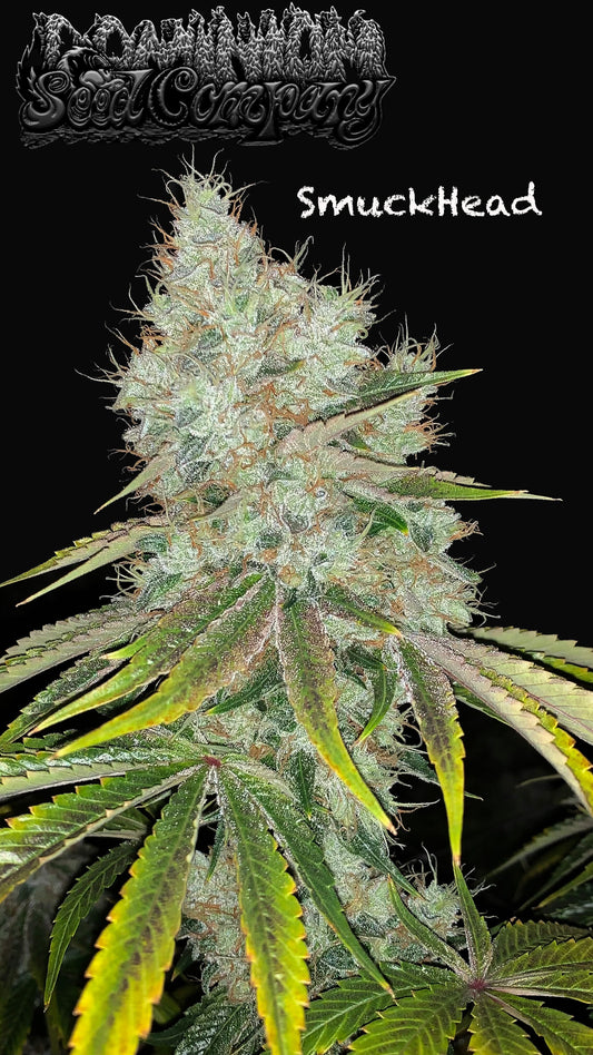 Dominon Seed Company - SmuckHead