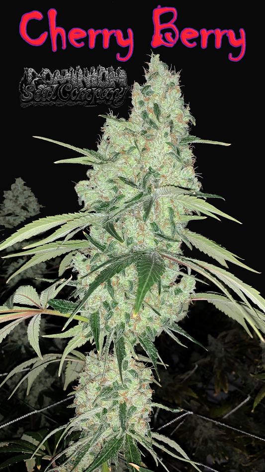 Cherry Berry Seed Drop