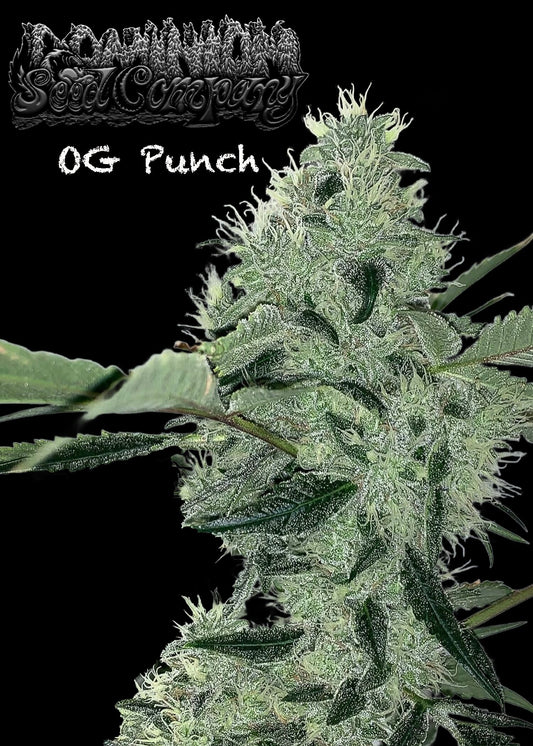 Dominion Seed Company - OG Punch