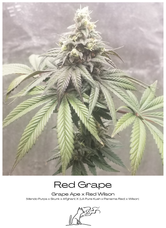 Red Grape image