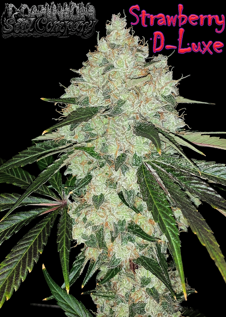 Dominion Seed Company - Strawberry D-Luxe