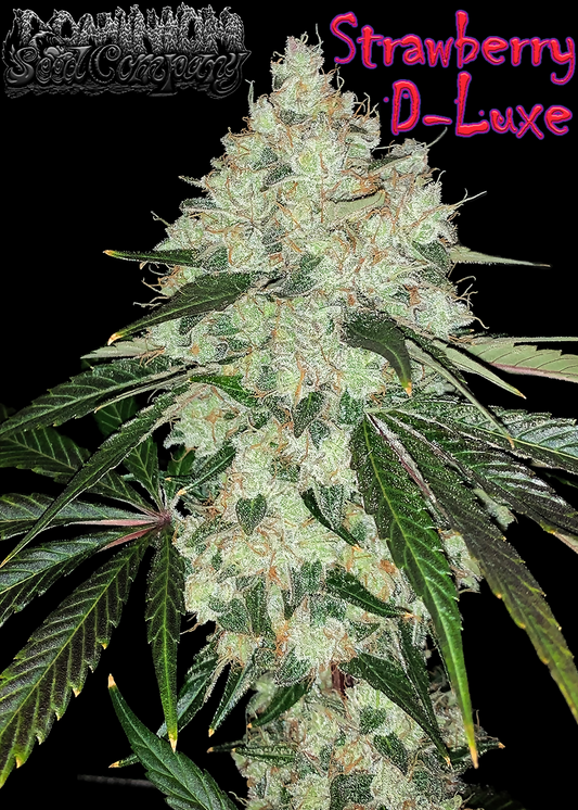 Dominion Seed Company - Strawberry D-Luxe