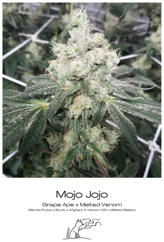 Mojo image